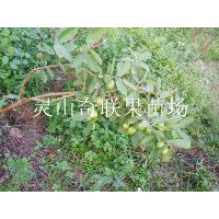 哪里有番石榴苗出售？云南番石榴苗价格
