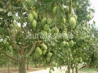 西双版纳芒果苗，云南芒果苗，云南芒果苗