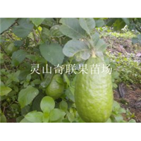 哪里有柠檬苗卖？哪里的柠檬苗价格优惠？