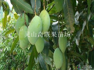 云南芒果苗，云南芒果苗，云南芒果苗