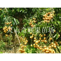 广西批发黄皮苗，广西黄皮苗价格