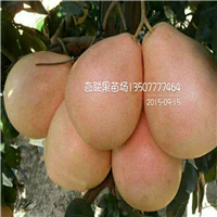 云南三红蜜柚苗基地、玉溪三红蜜柚苗批发