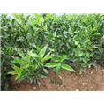 皇帝柑果苗%广西桂林荔浦柑橘苗基地 