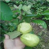云南番石榴苗基地，云南番石榴苗，云南果苗 