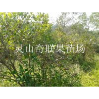 广西油茶苗|灵山油茶苗|灵山油茶苗批发 