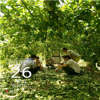 广西黄金百香果基地，广西黄金百香果出售、广西果苗 