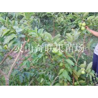 供应优质果苗，云南番石榴苗批发