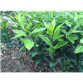 哪里有沙田柚苗批发？柑橘苗种植基地 