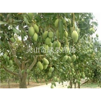 西双版纳芒果苗，云南芒果苗，云南芒果苗