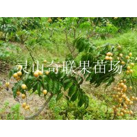 销售黄皮苗，云南黄皮苗，云南果苗