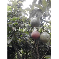供应百香果（西番莲），云南百