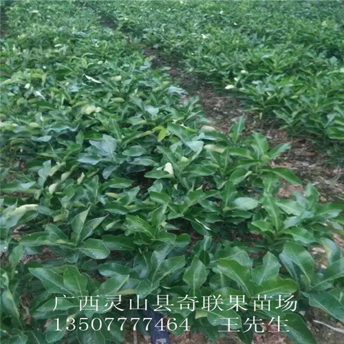 云南批发三红蜜柚苗、云南三红蜜柚苗、云南果苗 