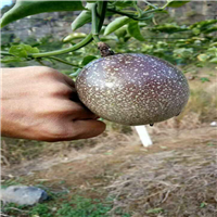 云南满天星百香果基地，满天星百香果苗，批发满天星百香果 