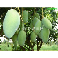云南芒果苗