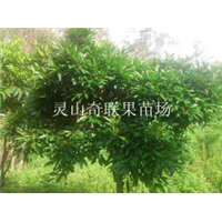 哪里有岭南山竹苗卖？云南果苗批发