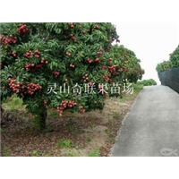 云南荔枝苗价格，销售荔枝苗，批发荔枝苗