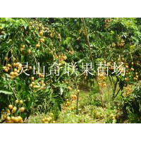云南哪里有黄皮苗卖？云南批发黄皮苗