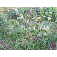 云南哪里有番石榴苗批发？云南果树苗批发