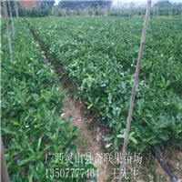 云南果苗基地，云南三红蜜柚苗、大量供应三红蜜柚苗 