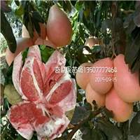 云南三红蜜柚苗价格、云南批发三红蜜柚苗