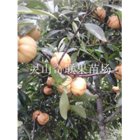 批发莲雾苗、莲雾苗价格、云南莲雾苗基地