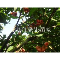 如何种植莲雾苗？云南莲雾苗种植技术