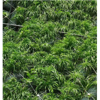 云南施工锚杆