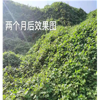 绿化边坡防护网厂家