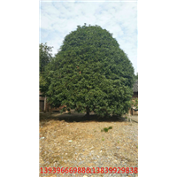 河南桂花树 