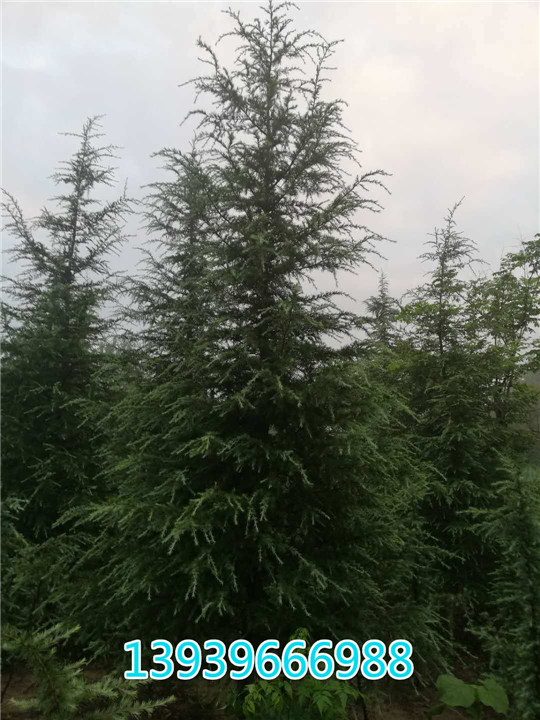 河南雪松 