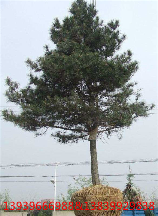 河南油松种植 