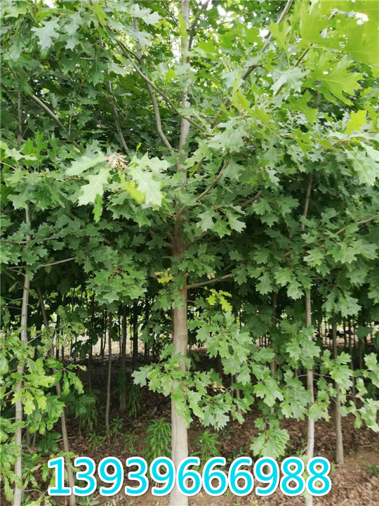 欧洲红栎 