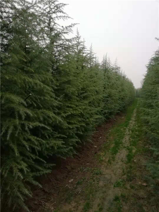 河南雪松价格|河南马尾松 
