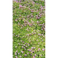 河南红花草|驻马店哪里有红花草 