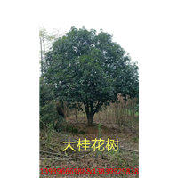 河南桂花树小苗 