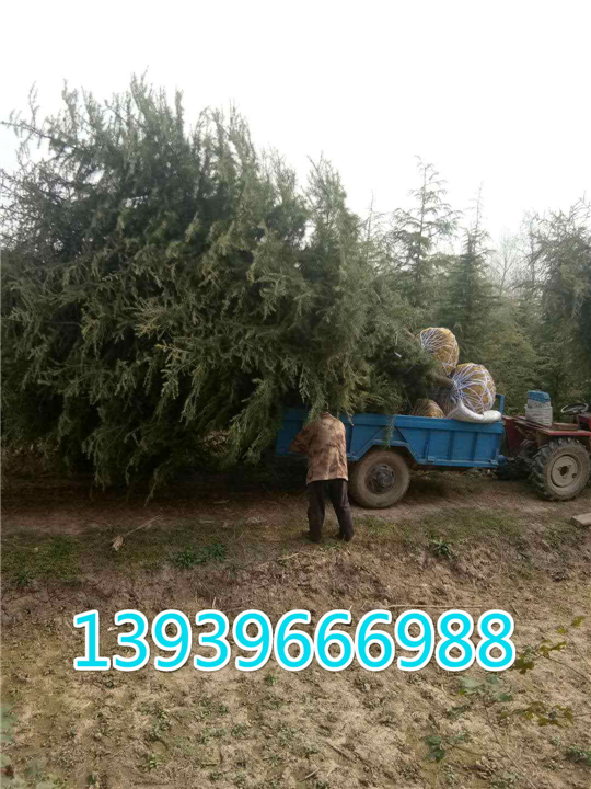 河南雪松 河南华丰雪松 