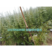 汝南雪松-河南华丰雪松 