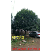河南桂花树基地 