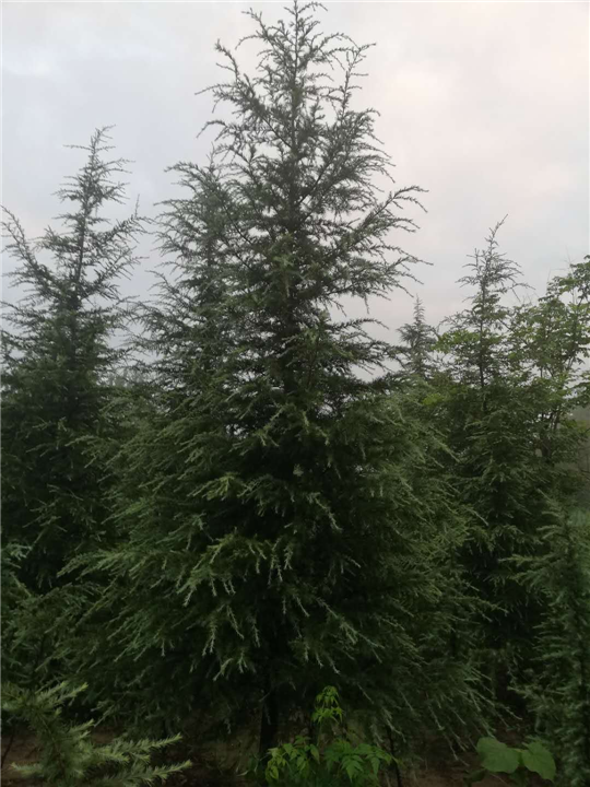 河南雪松 