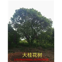 河南桂花树种植 