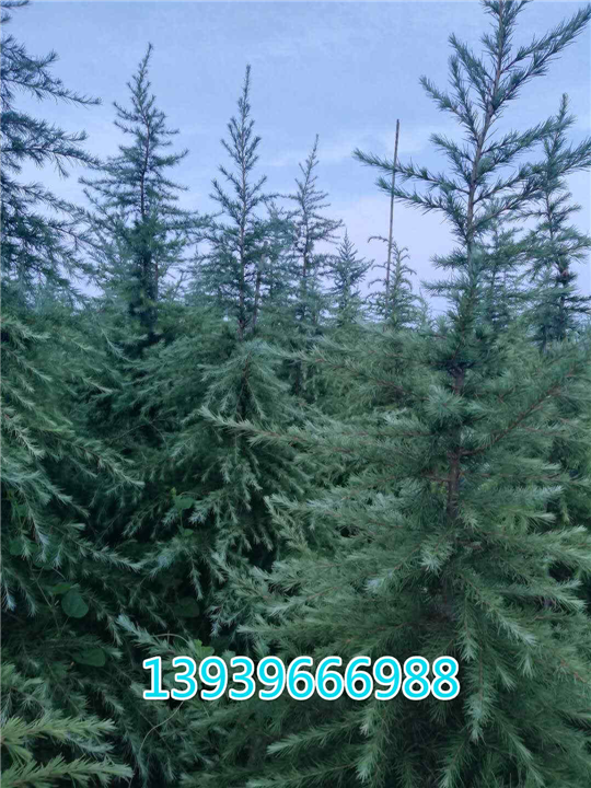雪松供应 河南雪松供应 