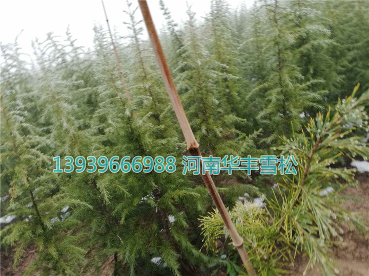 汝南雪松-河南华丰雪松 