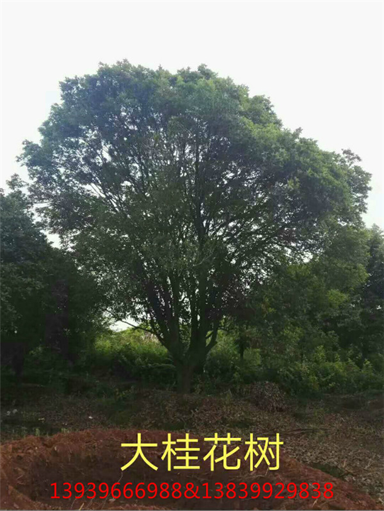 河南桂花树基地 