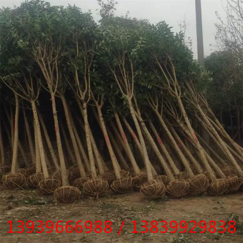河南大叶女贞基地 