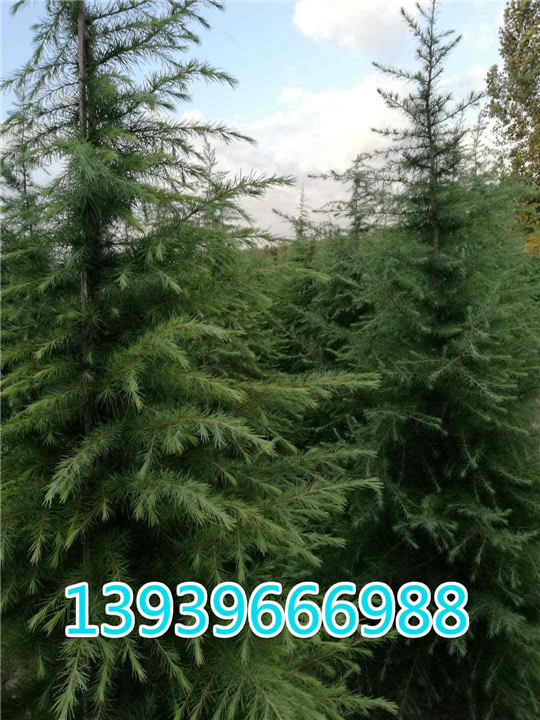 河南雪松基地 河南雪松 