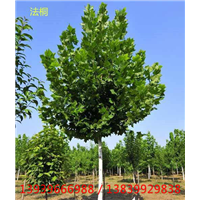 河南法桐小苗 