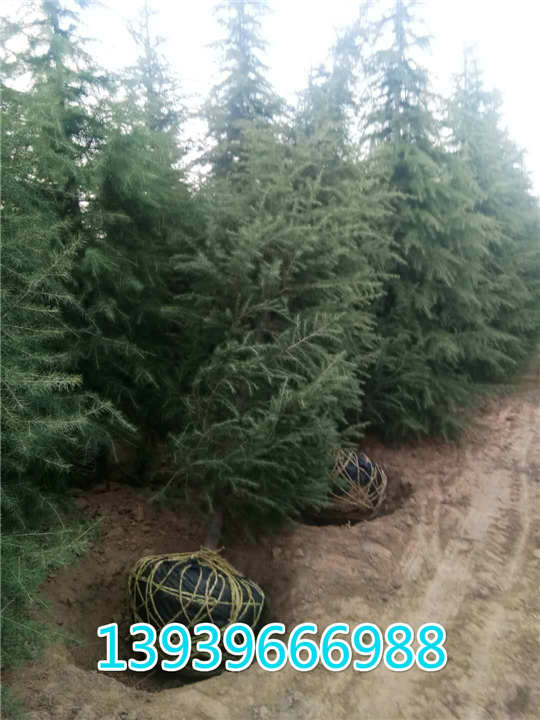 河南雪松供应 河南雪松 