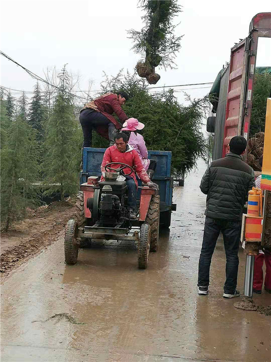 河南雪松