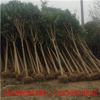河南大叶女贞基地 