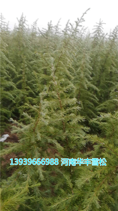 河南精品雪松-河南华丰雪松 